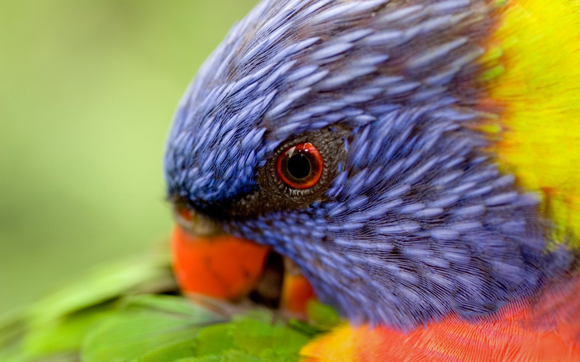 Awesome Rainbow Lorikeet free background ID:10155 for hd 1920x1200 PC