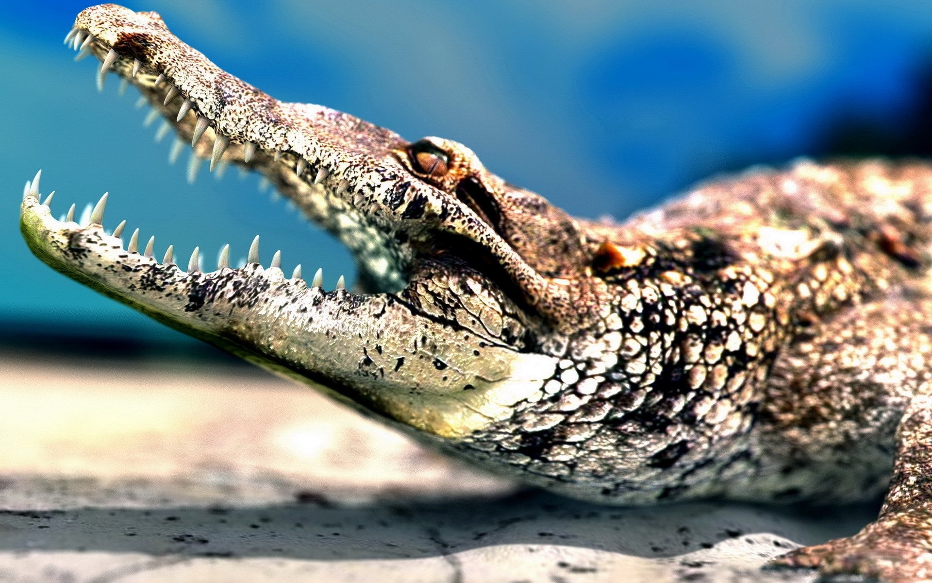 Awesome Crocodile free wallpaper ID:278181 for hd 1920x1200 PC