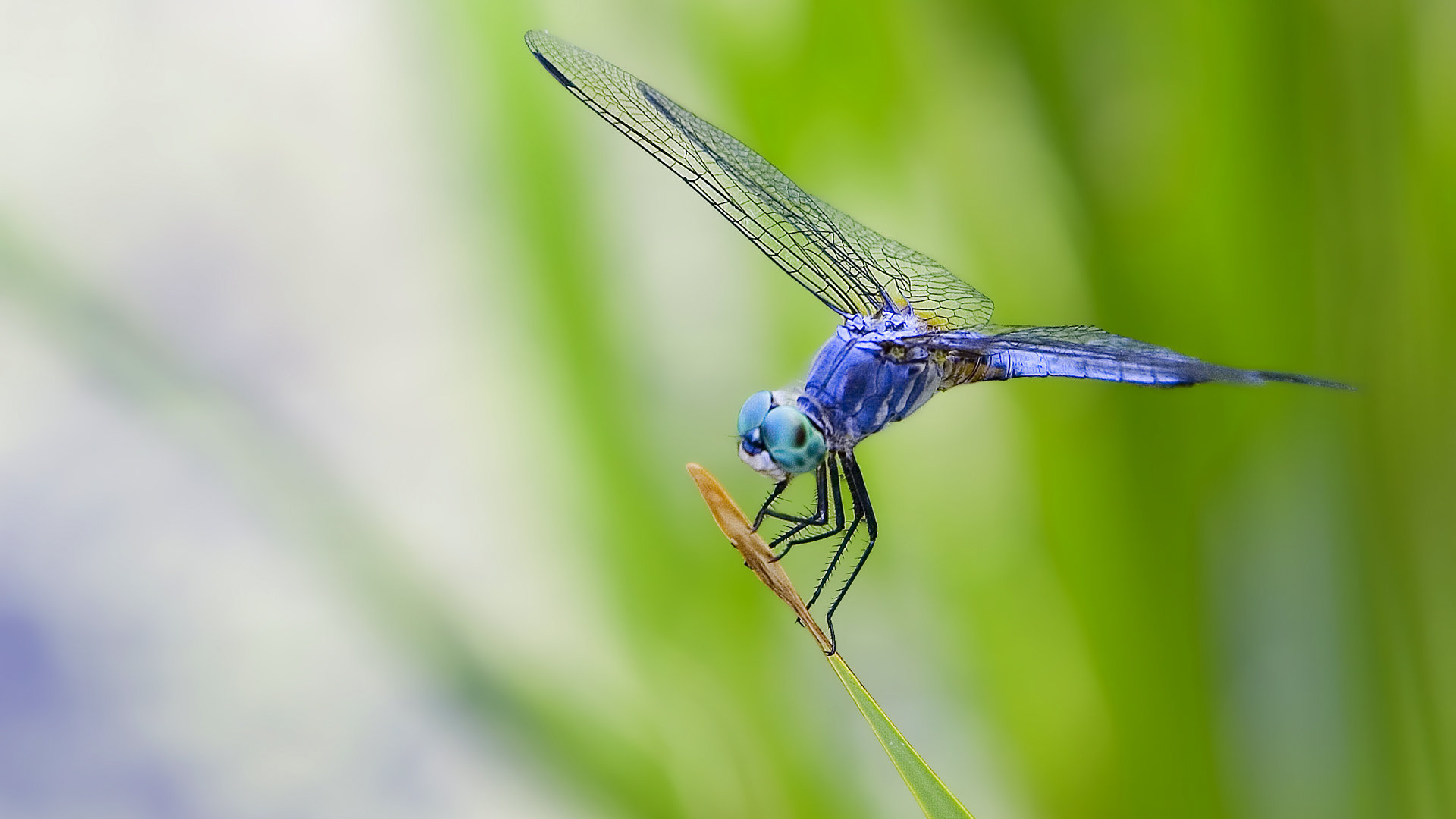 Free Dragonfly high quality background ID:467745 for hd 1920x1080 computer
