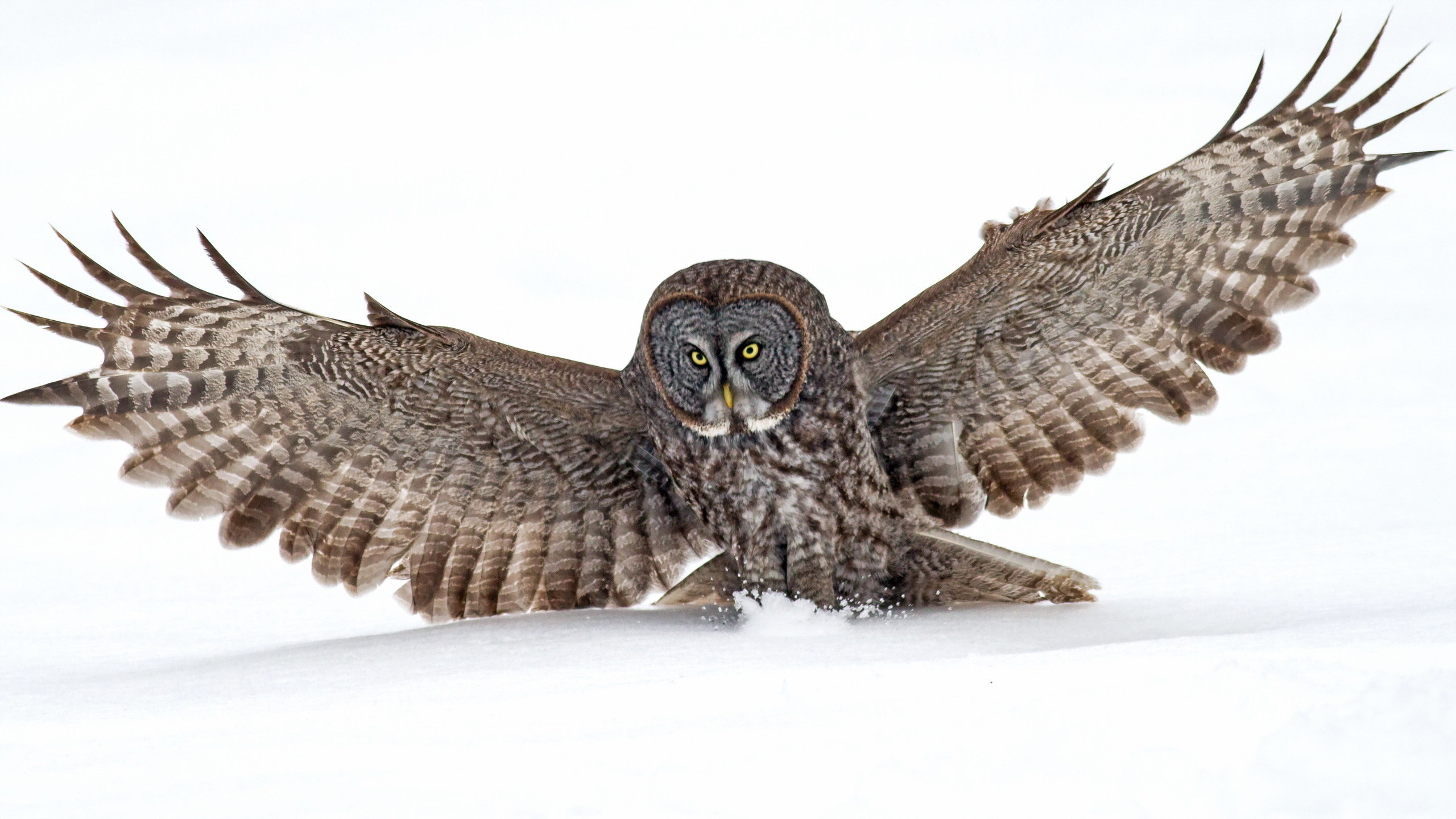 Best Great Grey Owl wallpaper ID:235110 for High Resolution hd 2560x1440 PC