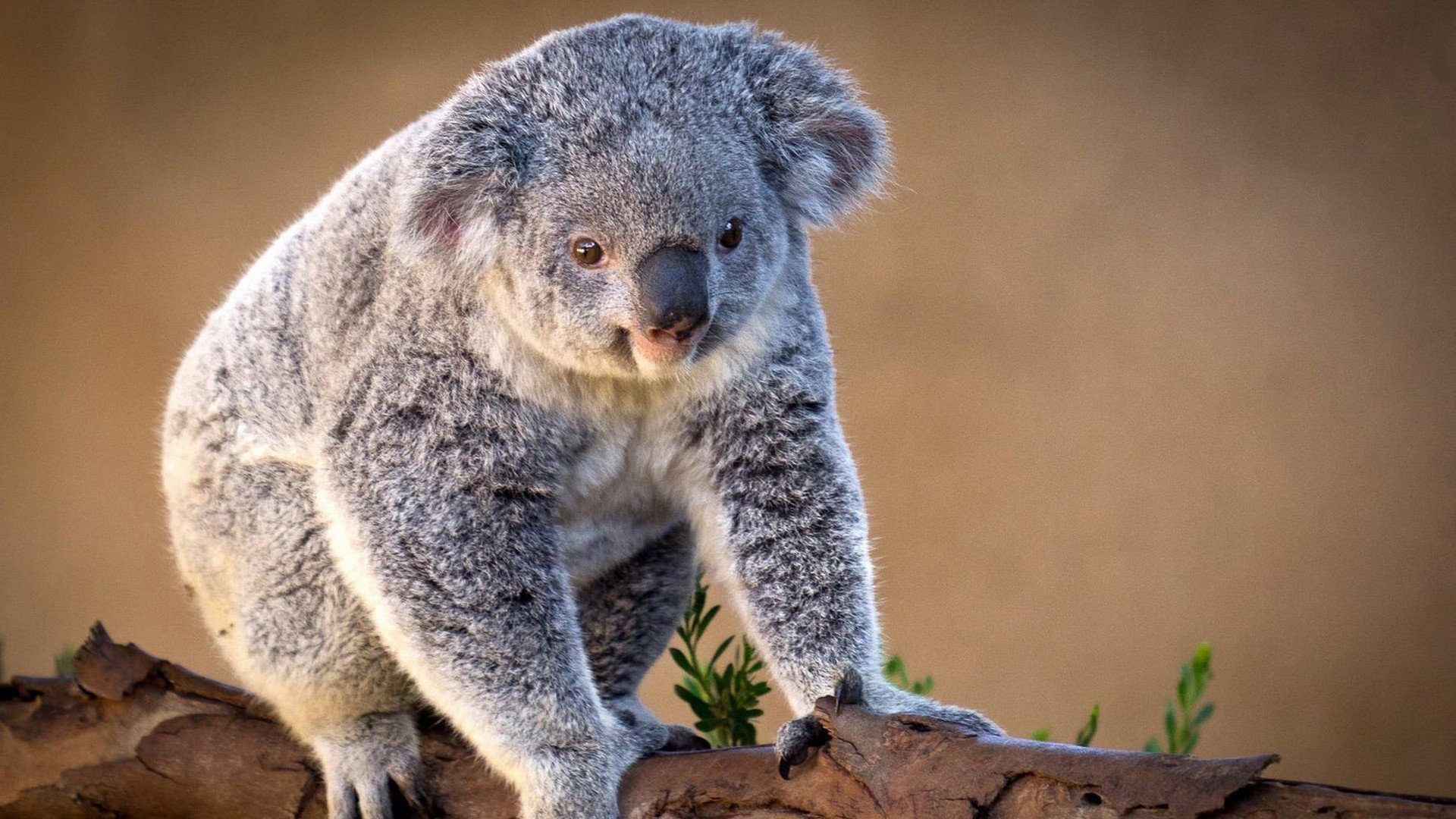 Awesome Koala free background ID:74264 for hd 1920x1080 computer