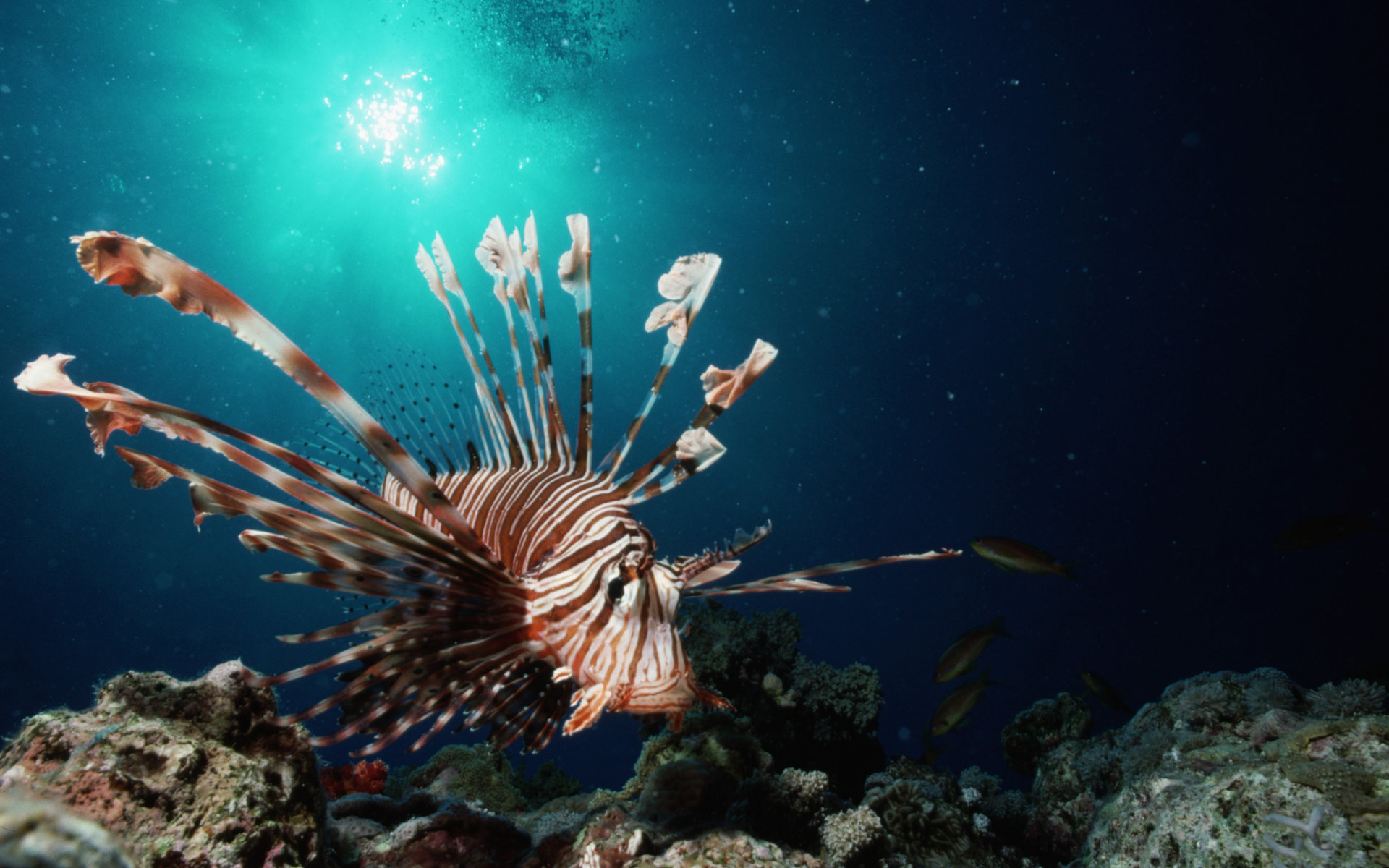 Free Lionfish high quality background ID:438220 for hd 1920x1200 desktop
