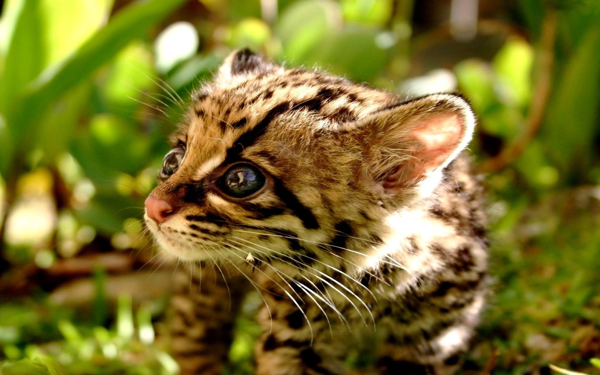 Awesome Ocelot free background ID:146304 for hd 1920x1200 PC
