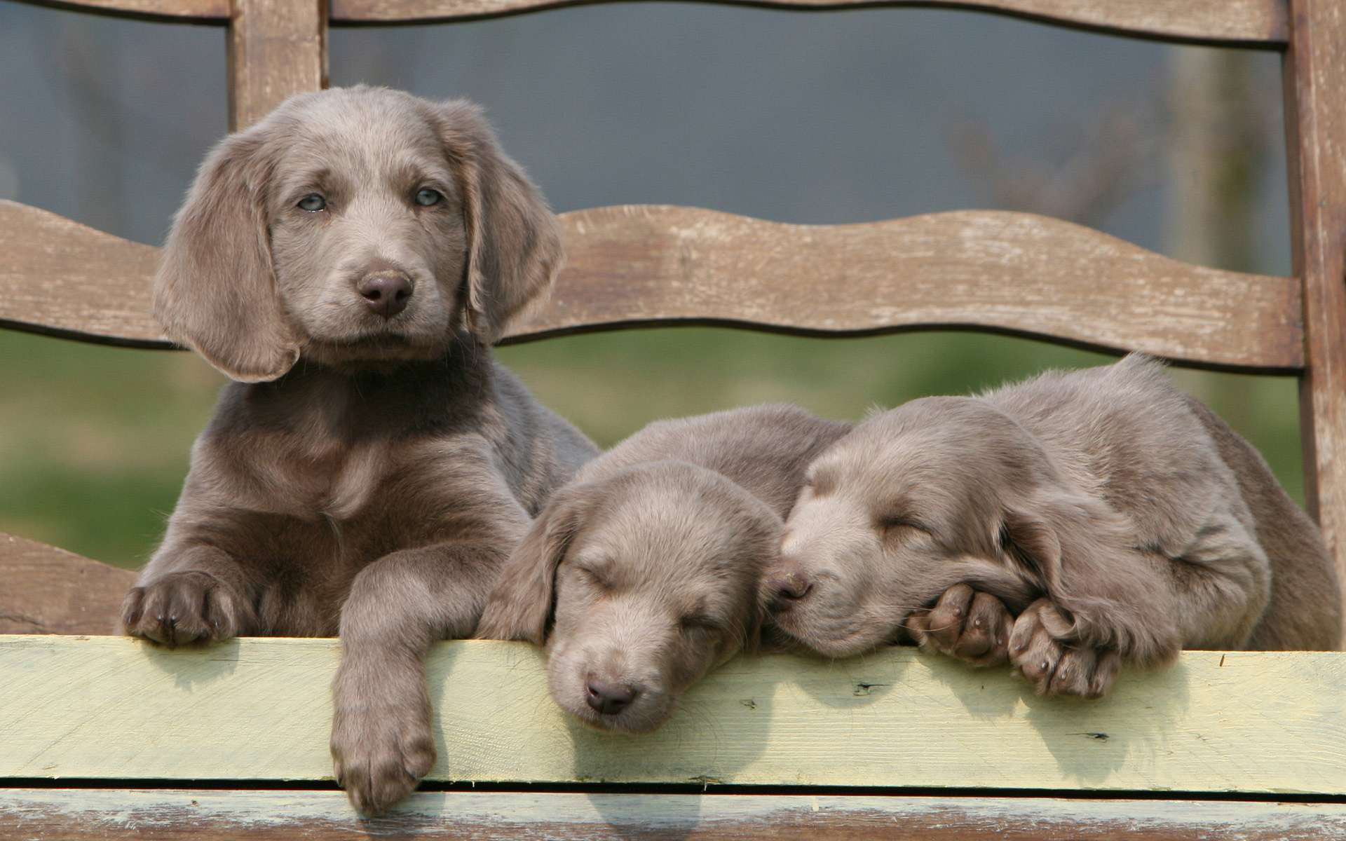 Awesome Weimaraner free wallpaper ID:9640 for hd 1920x1200 desktop