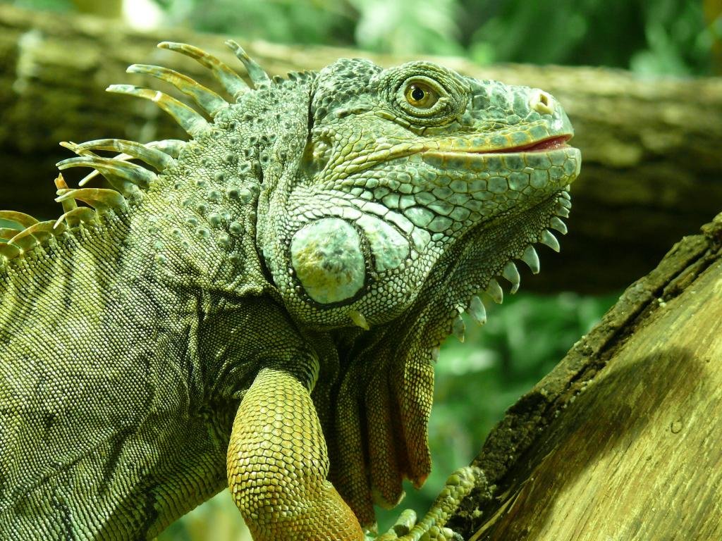 Awesome Iguana free background ID:380955 for hd 1024x768 computer