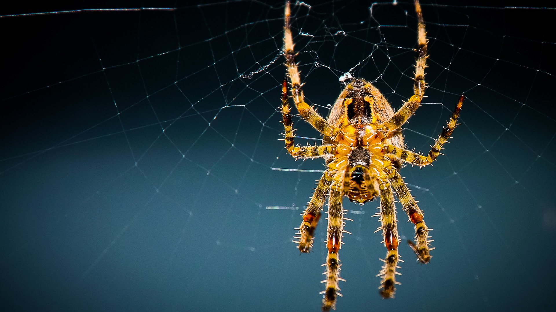 Free download Spider background ID:22083 full hd 1920x1080 for PC