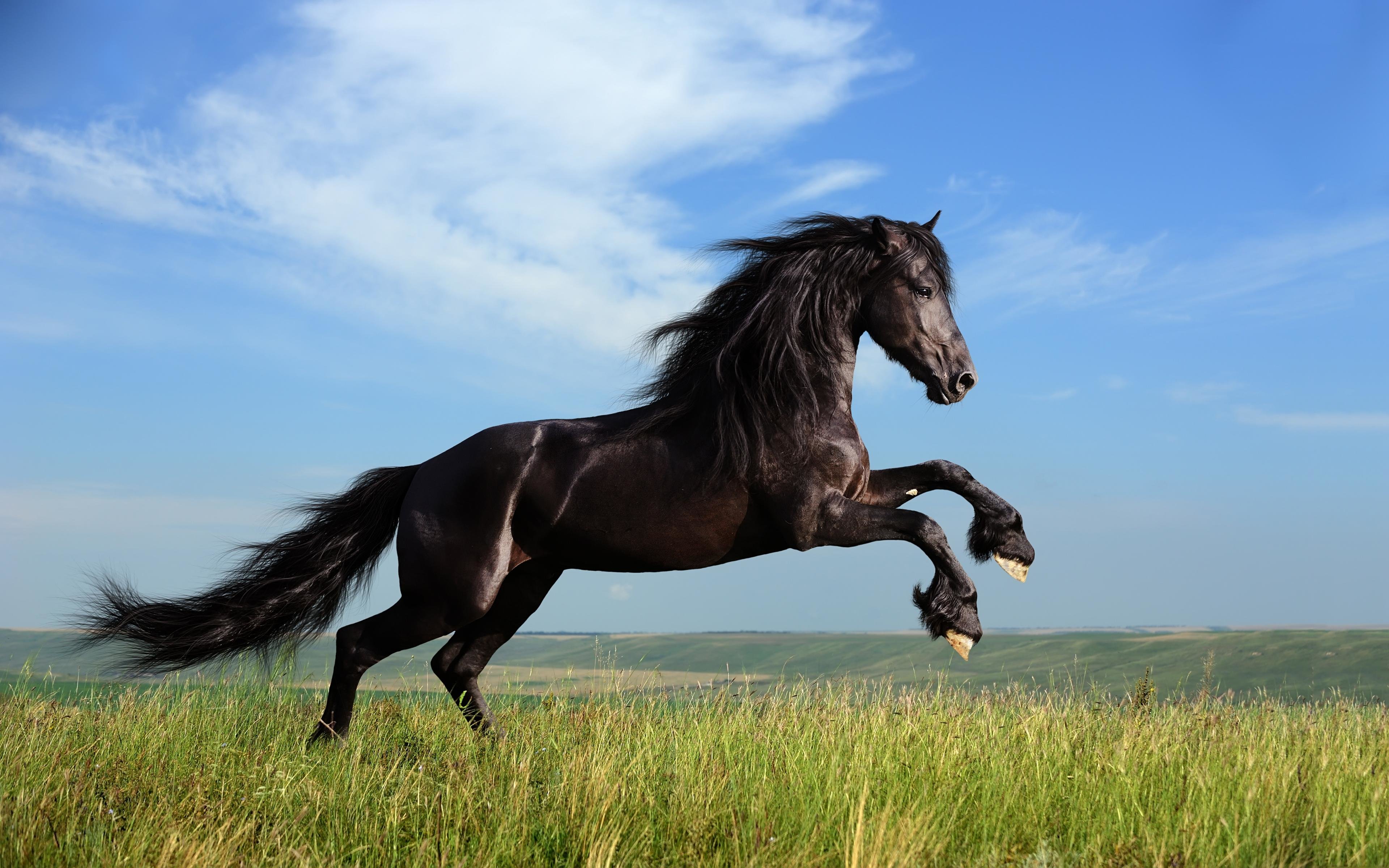 Awesome Horse free wallpaper ID:23160 for hd 3840x2400 computer