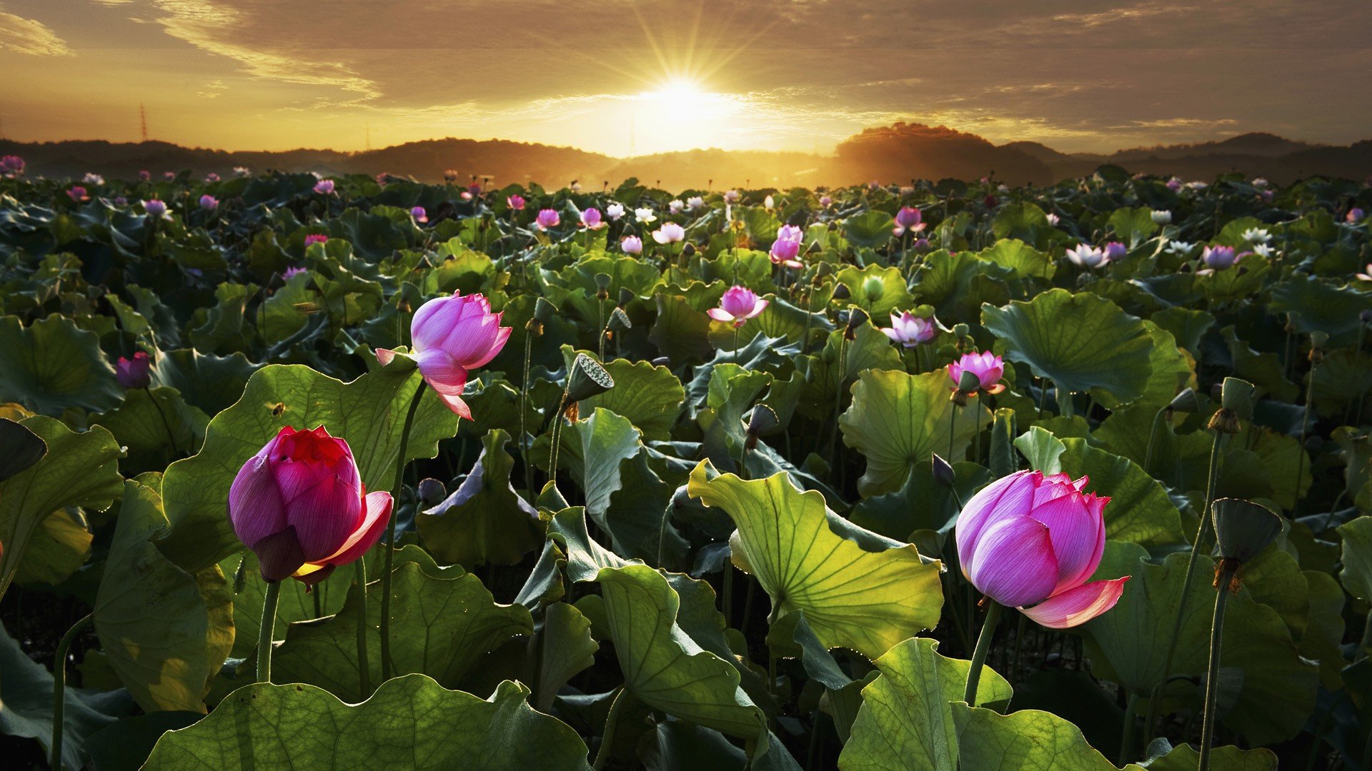 Awesome Lotus flower free wallpaper ID:48424 for 1080p desktop