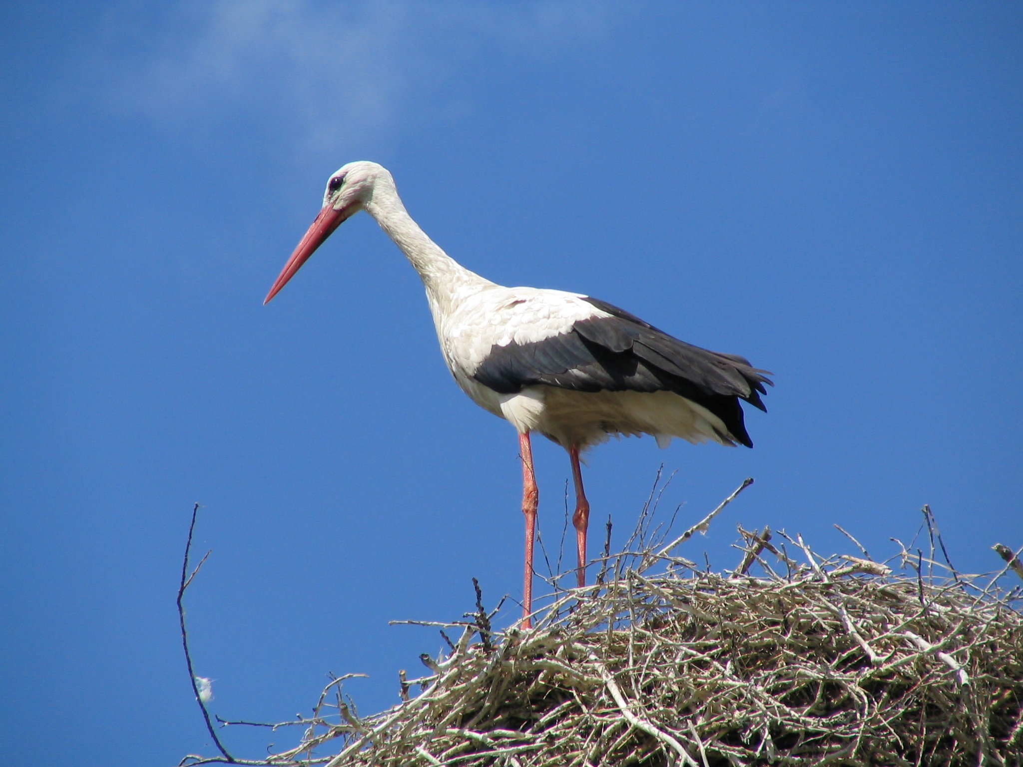 Download hd 2048x1536 White Stork PC wallpaper ID:9563 for free