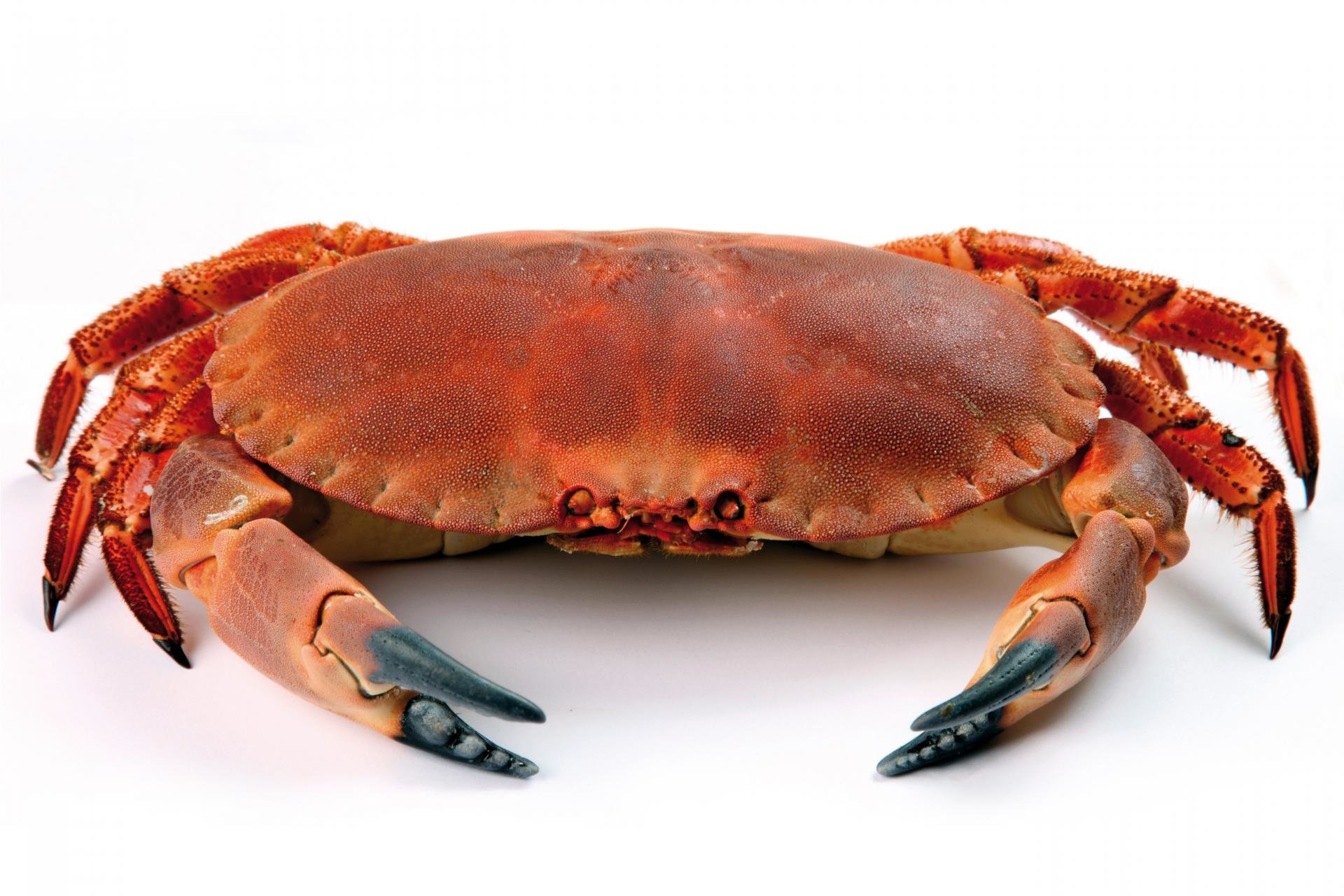 Best Crab wallpaper ID:294338 for High Resolution hd 1920x1280 computer