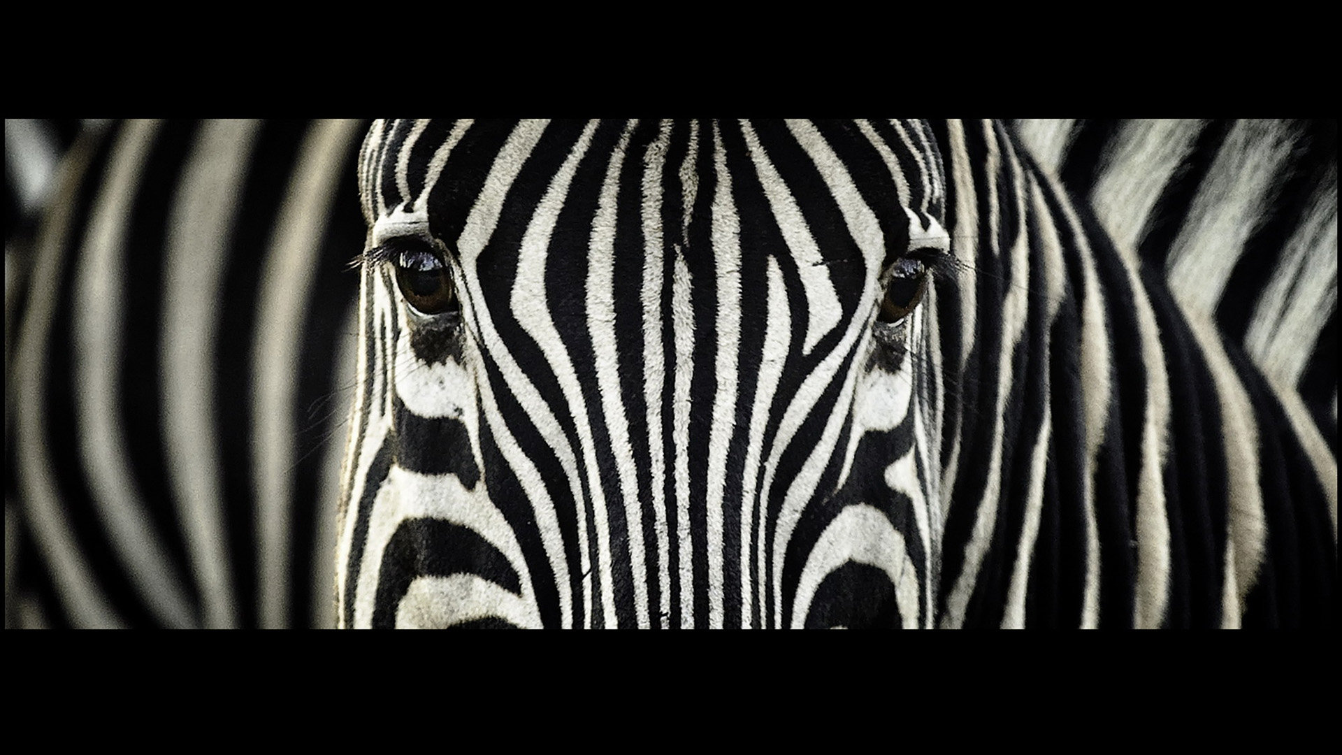 Best Zebra background ID:73791 for High Resolution full hd 1920x1080 computer