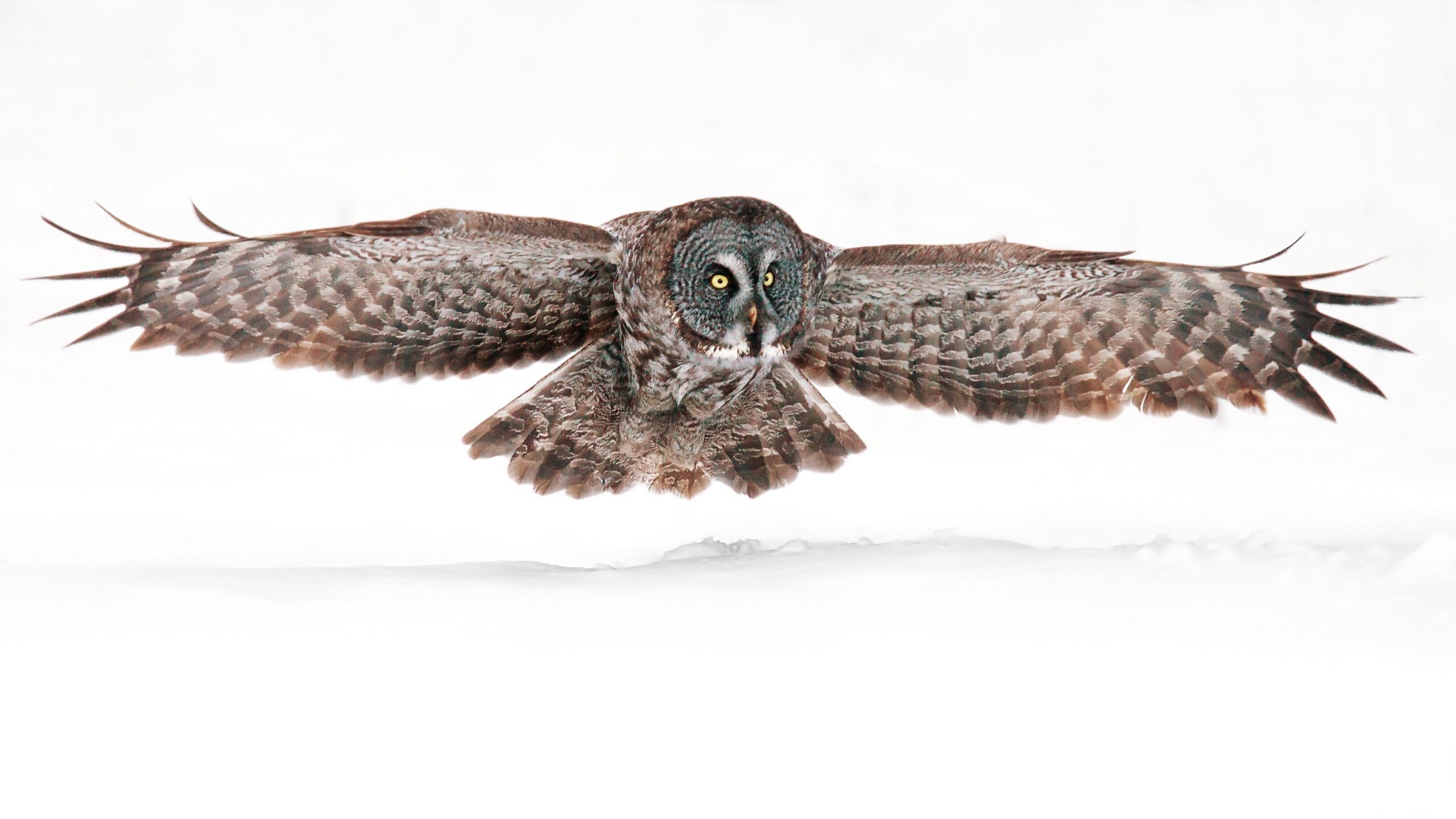Free Owl high quality background ID:237119 for hd 2560x1440 desktop