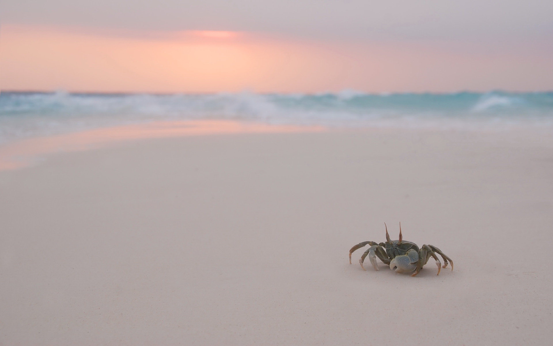 High resolution Crab hd 1920x1200 wallpaper ID:294337 for PC
