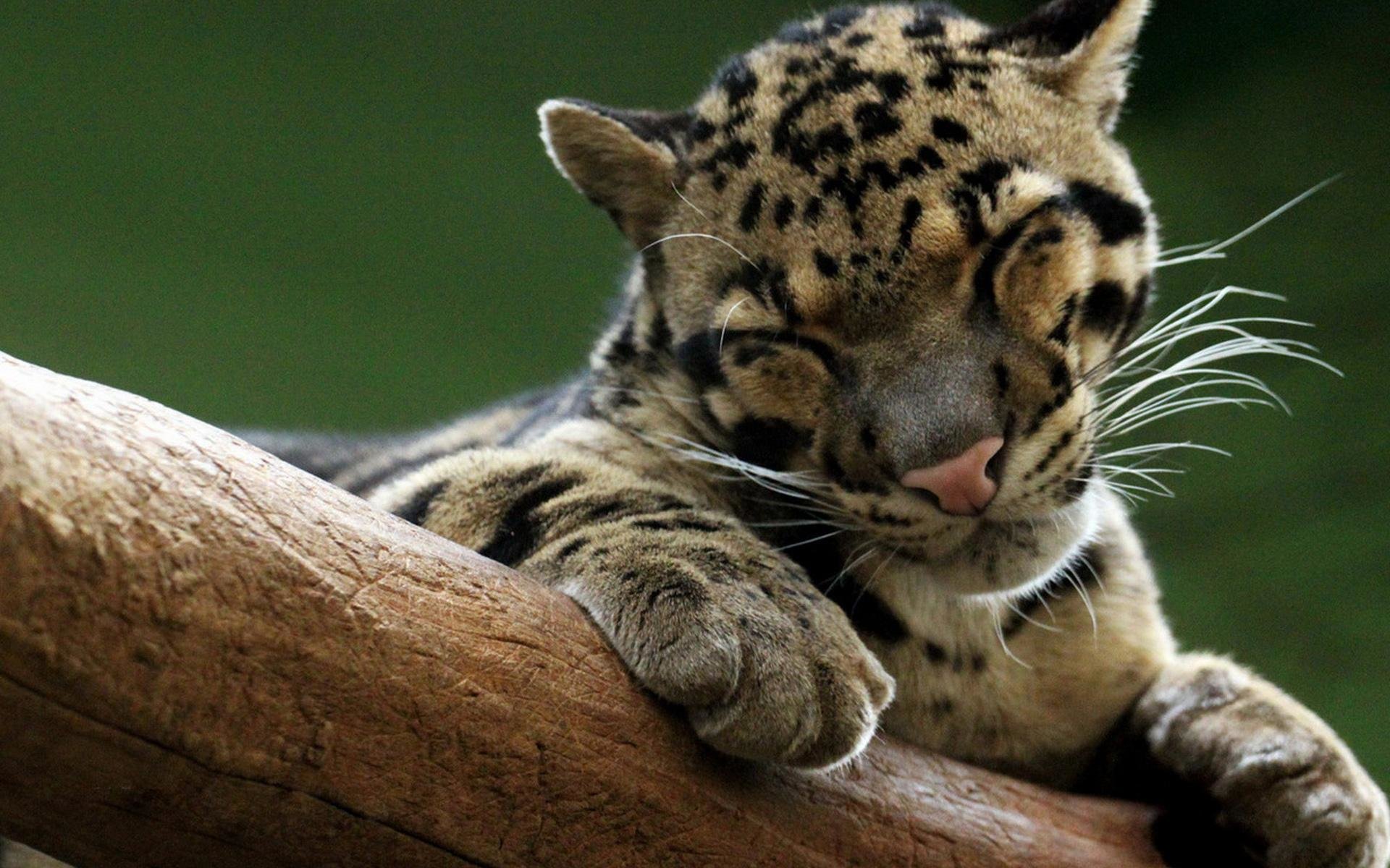Free Clouded Leopard high quality wallpaper ID:260354 for hd 1920x1200 computer