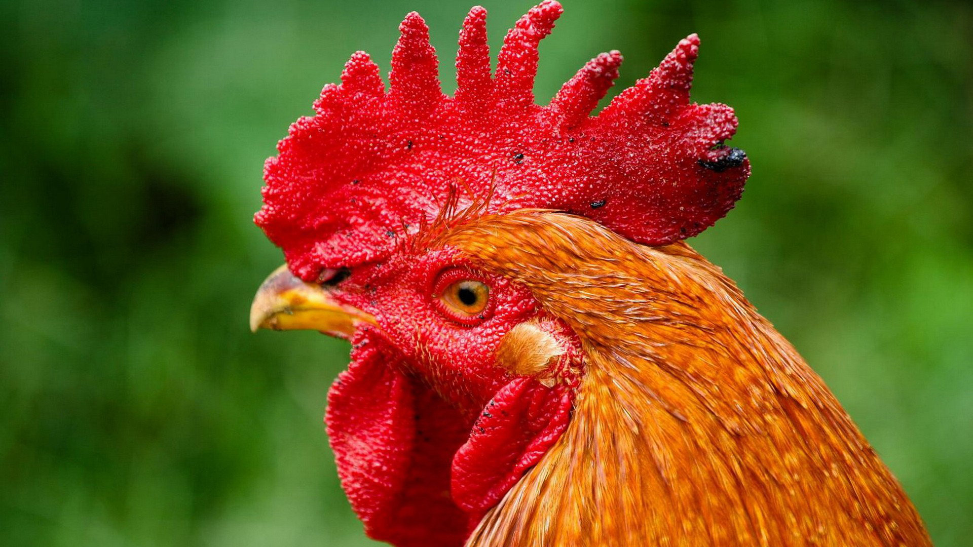 Best Rooster background ID:123588 for High Resolution hd 1080p PC