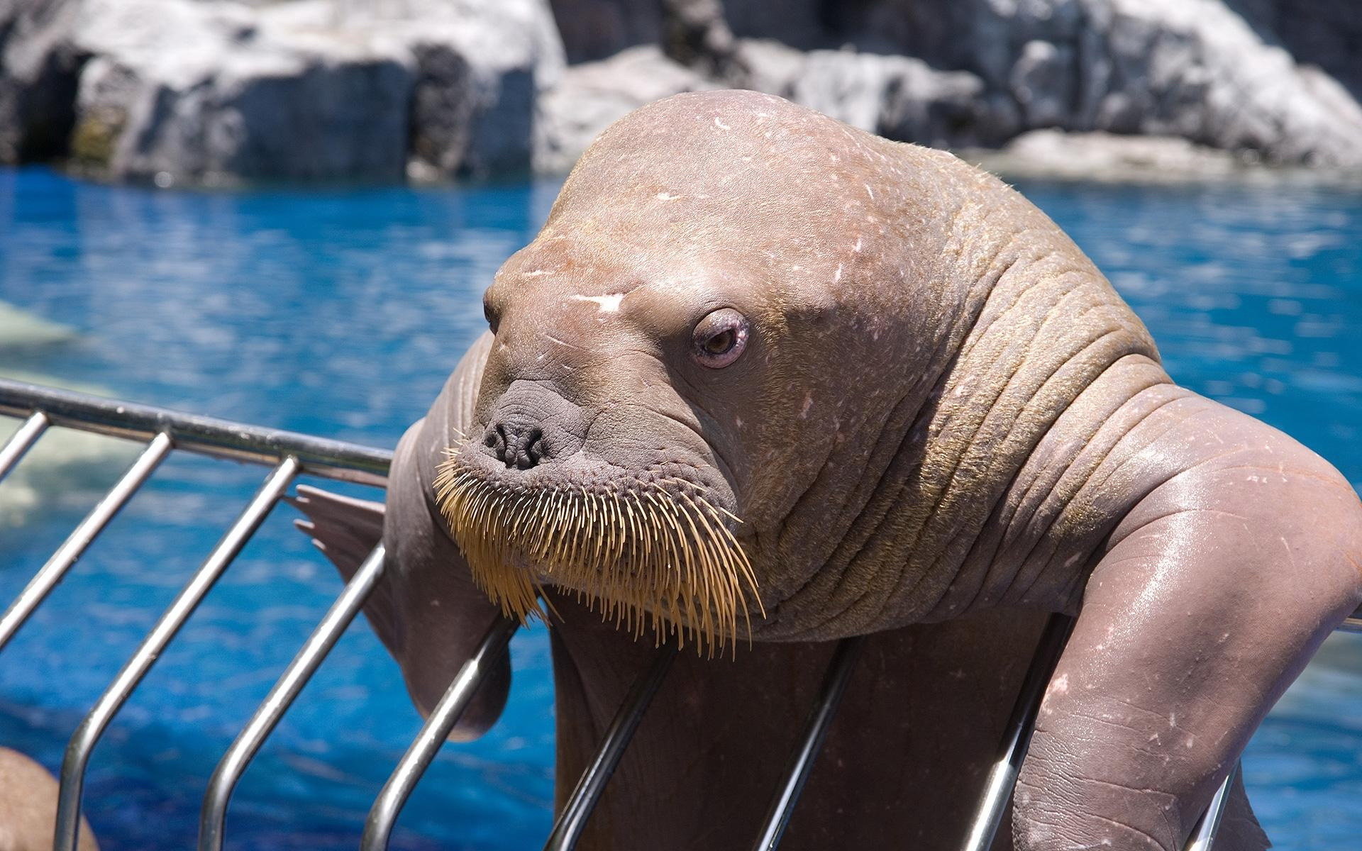 Download hd 1920x1200 Walrus computer background ID:394820 for free