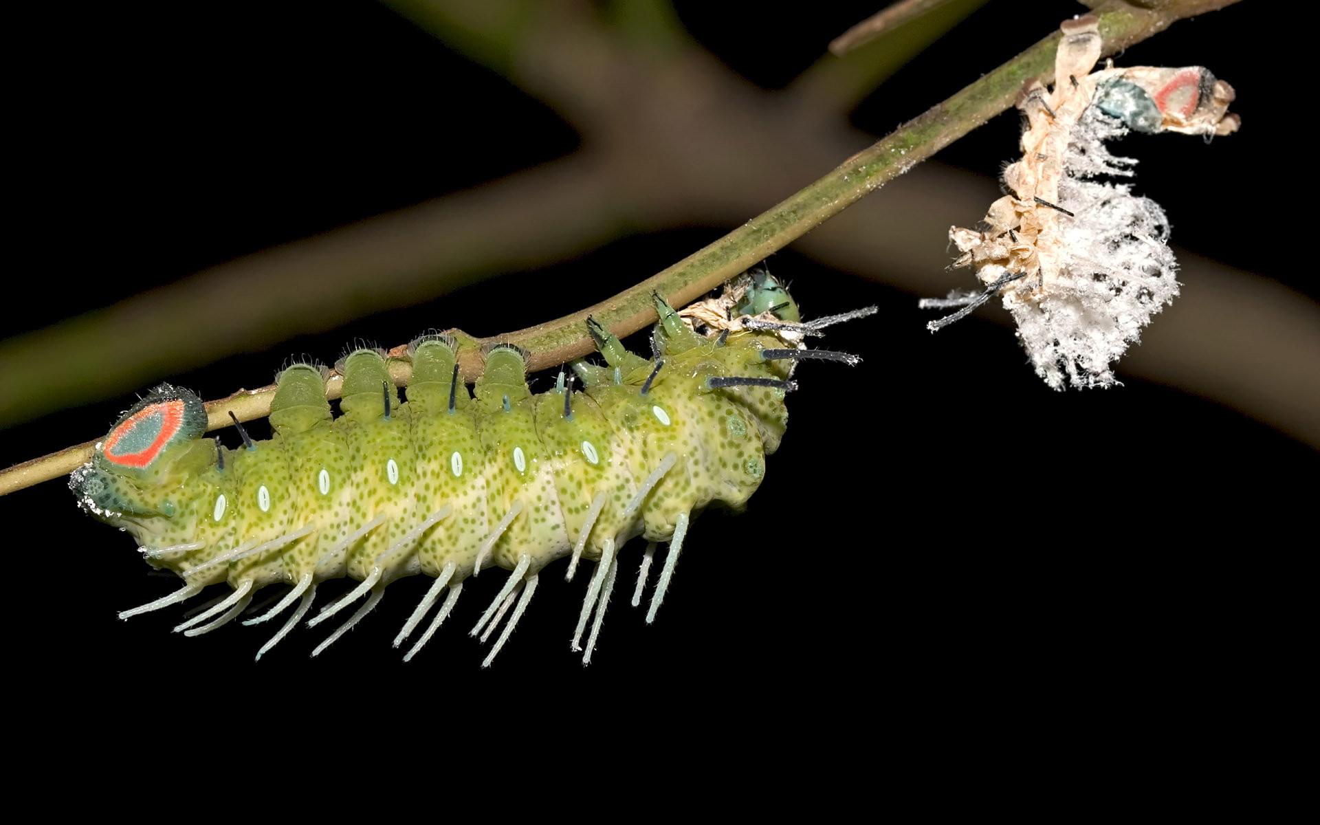 Free Caterpillar high quality background ID:383692 for hd 1920x1200 computer