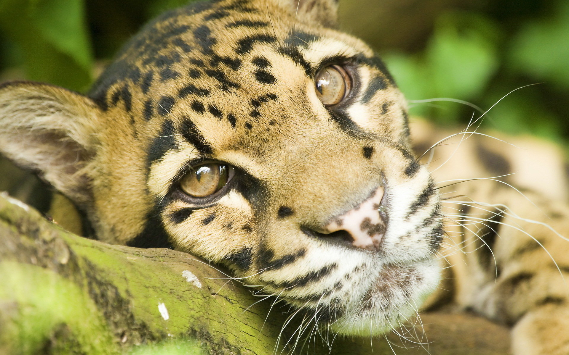 Free Clouded Leopard high quality wallpaper ID:260367 for hd 1920x1200 PC