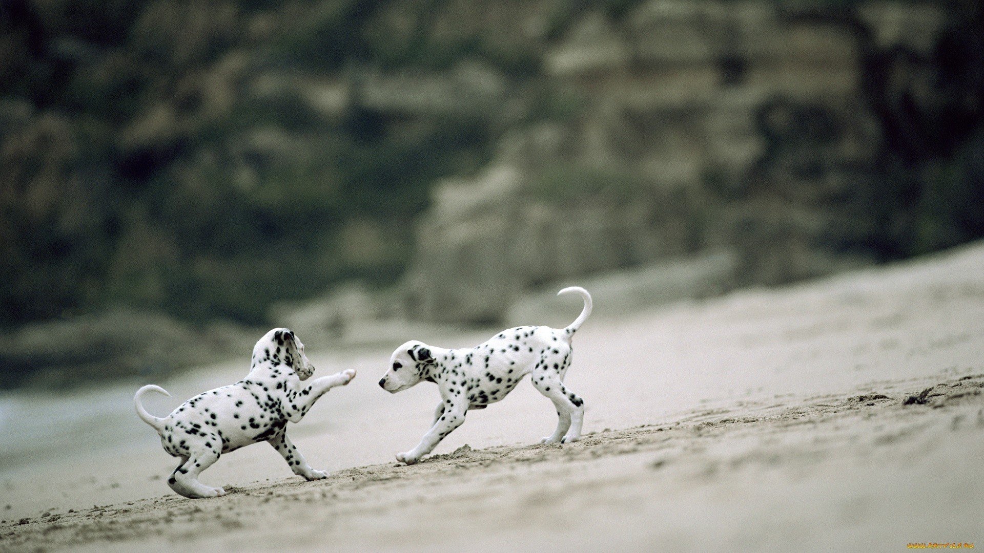 Awesome Dalmatian free wallpaper ID:433526 for hd 1080p computer