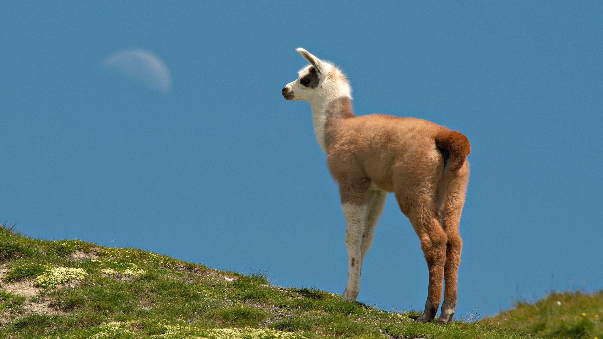 Free download Llama background ID:165670 hd 1920x1080 for PC