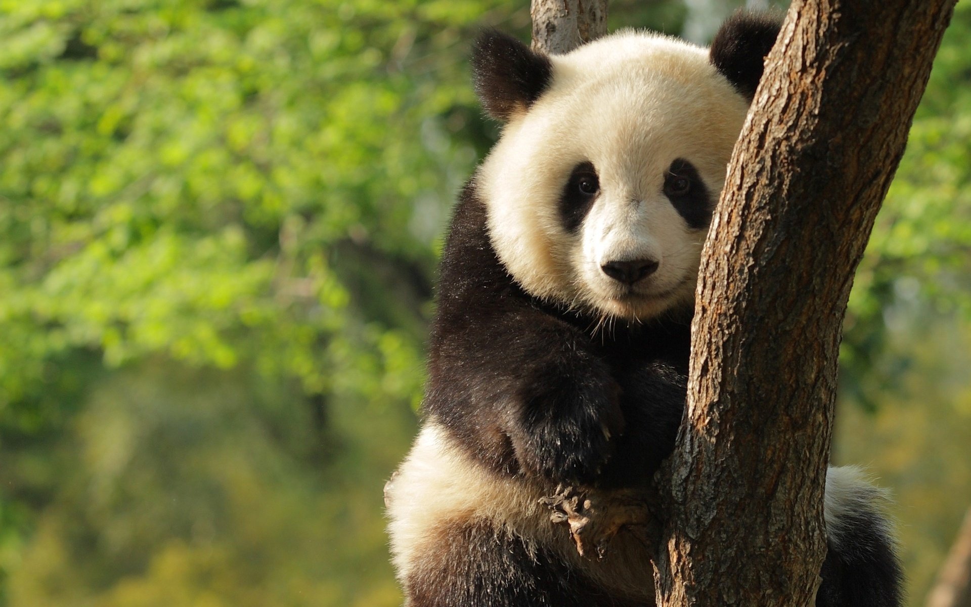 Awesome Panda free wallpaper ID:300526 for hd 1920x1200 computer