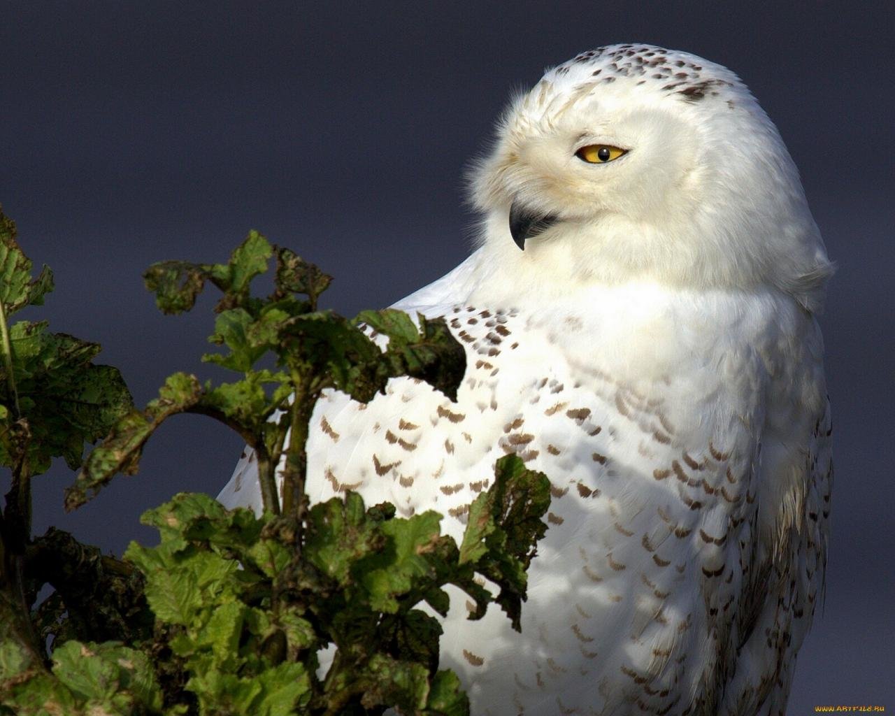 Free download Snowy Owl wallpaper ID:26794 hd 1280x1024 for PC