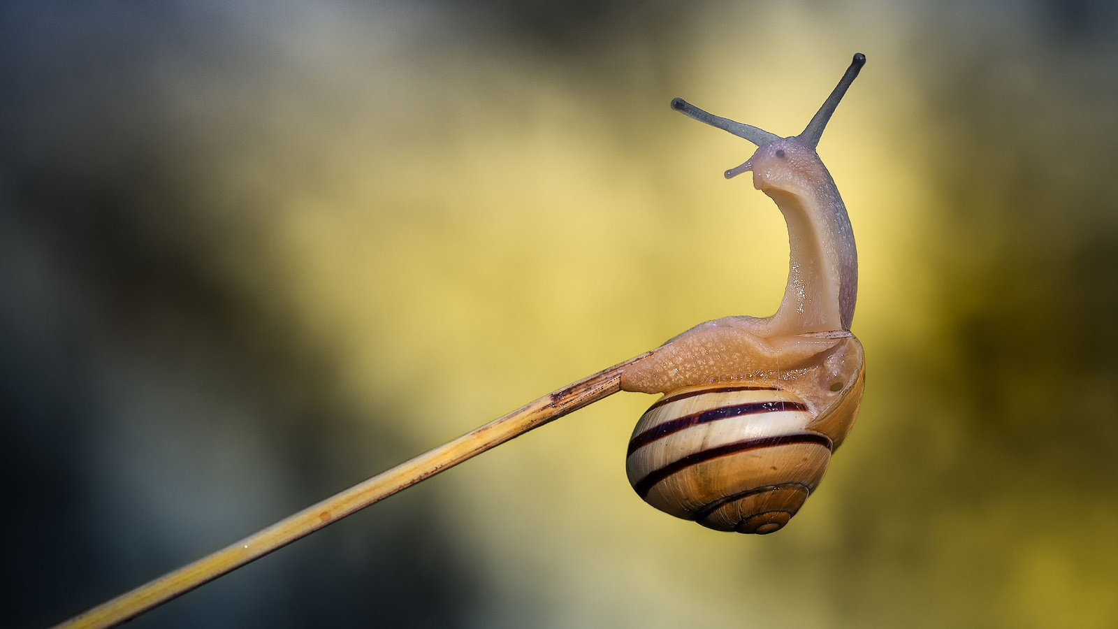 Free Snail high quality background ID:198844 for hd 1600x900 PC