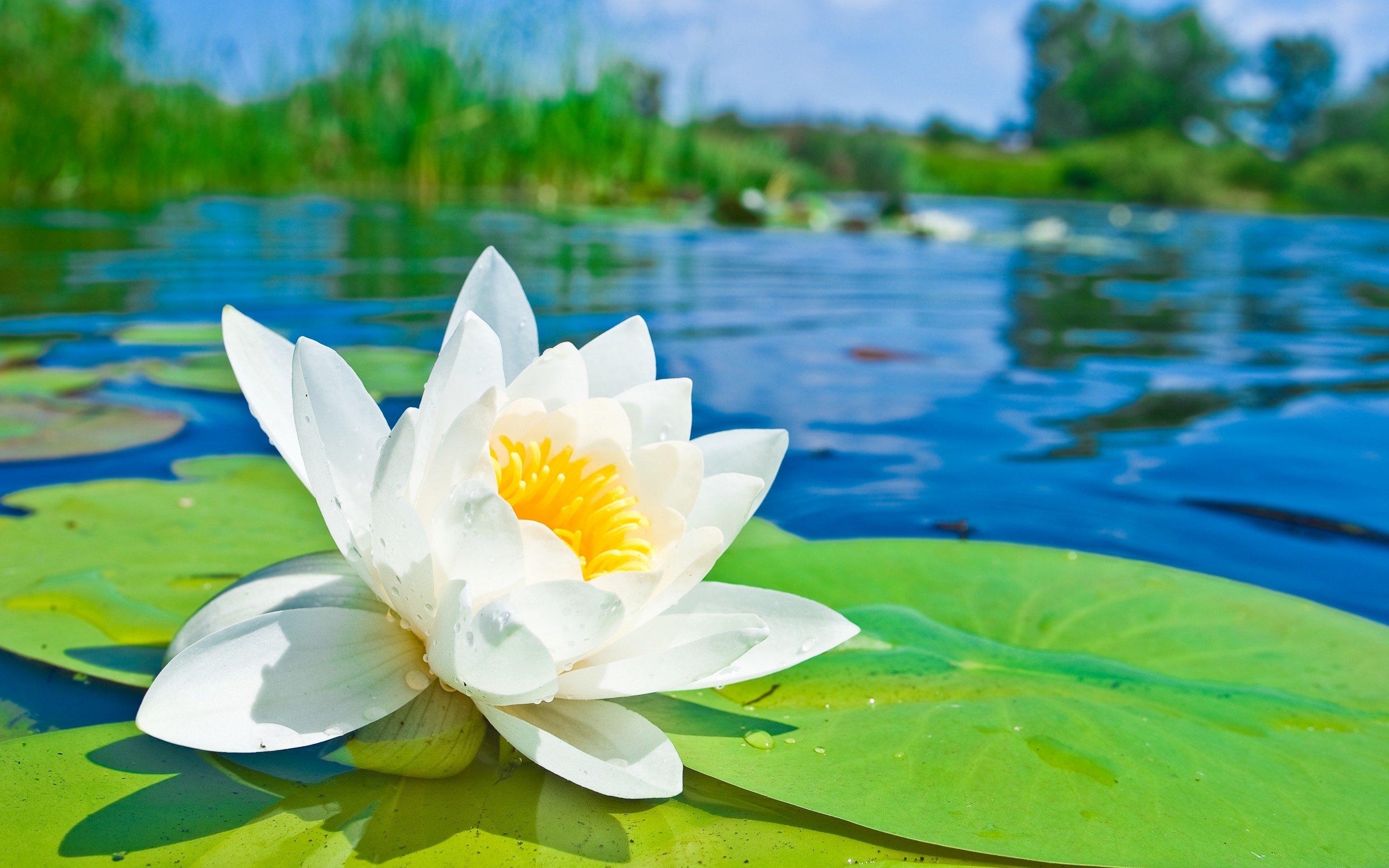 Free download Water Lily background ID:366181 hd 2880x1800 for desktop