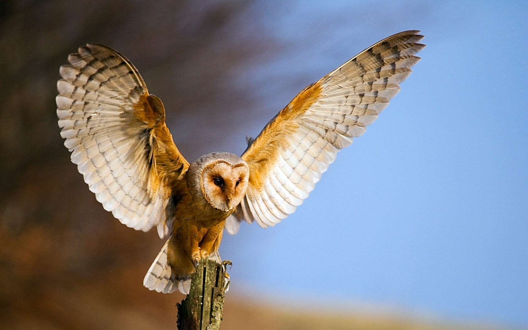 Awesome Barn Owl free wallpaper ID:81573 for hd 1680x1050 PC