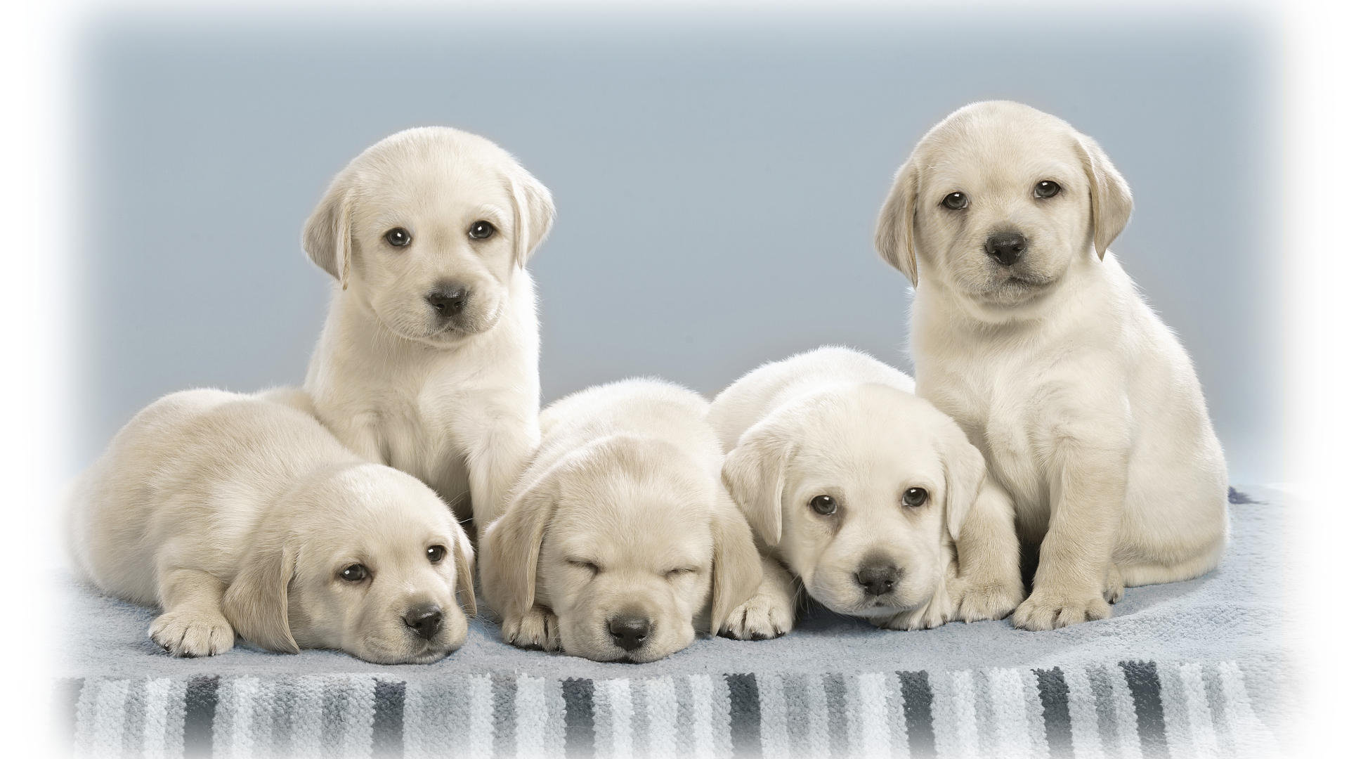 Download full hd Puppy computer background ID:46546 for free