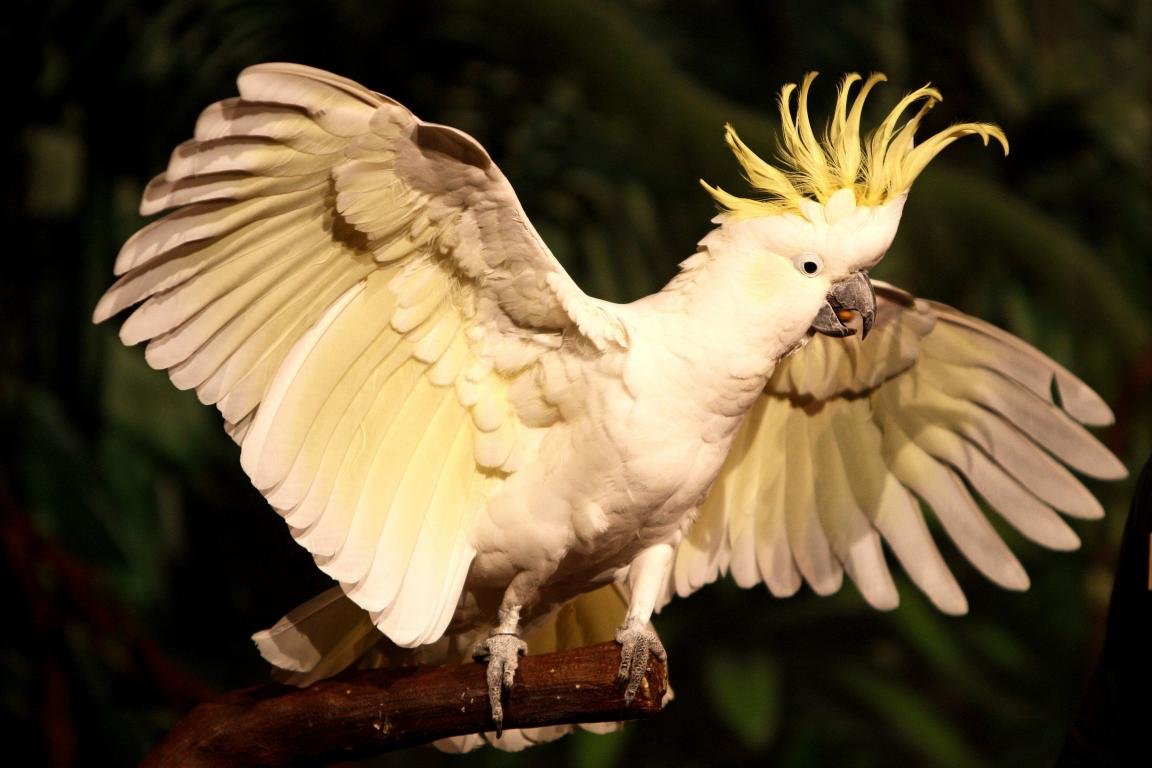Free download Sulphur-crested Cockatoo background ID:130249 hd 1152x768 for desktop
