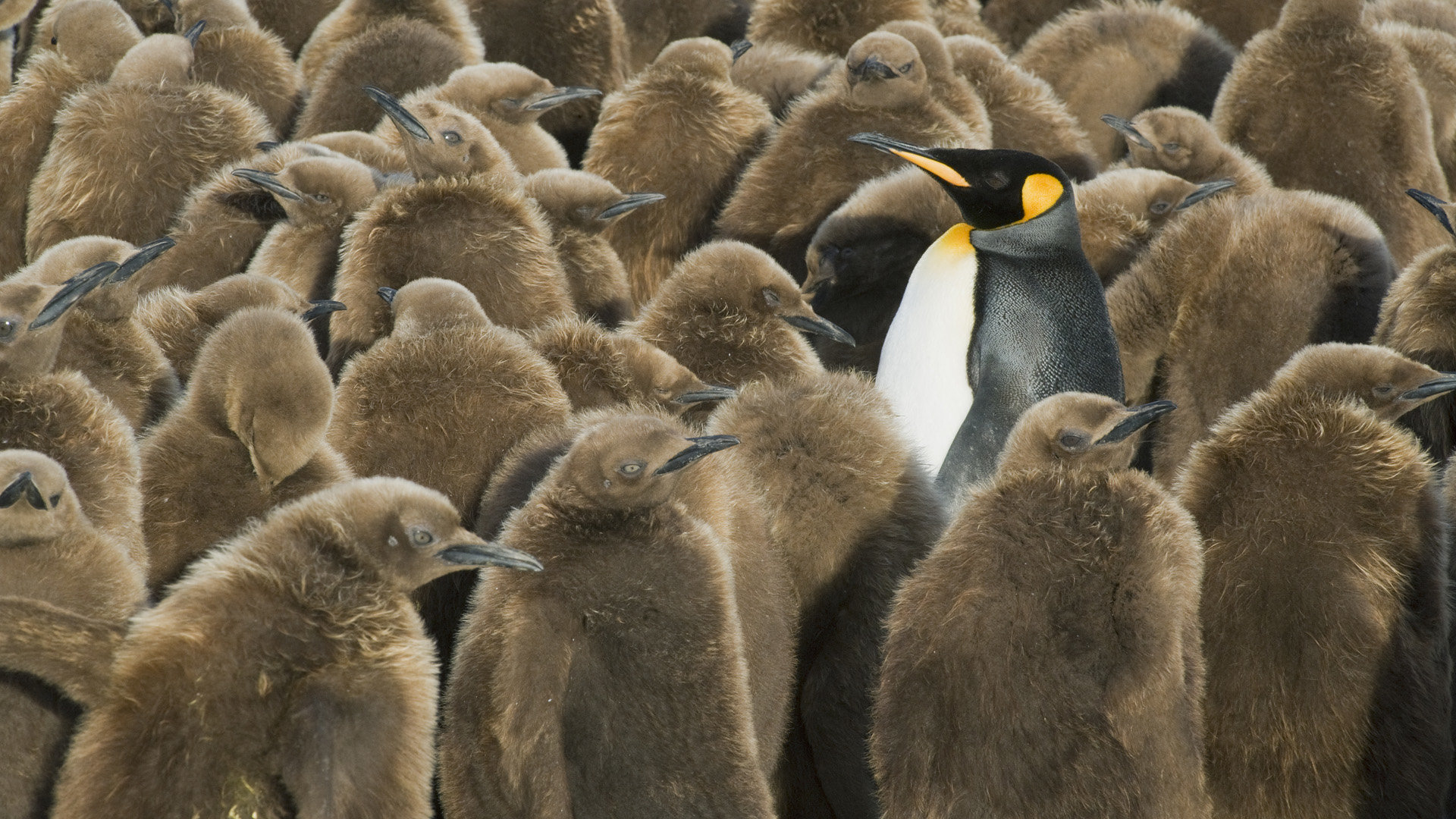 Best Emperor Penguin background ID:47931 for High Resolution hd 1920x1080 PC