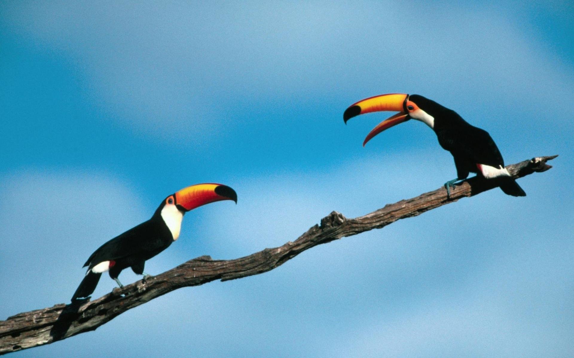 Awesome Toucan free wallpaper ID:57321 for hd 1920x1200 PC