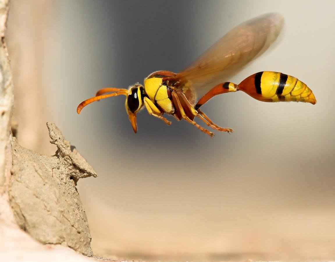 High resolution Wasp hd 1152x900 background ID:48143 for desktop