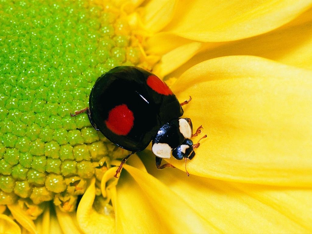 Free download Ladybug wallpaper ID:270383 hd 1024x768 for computer