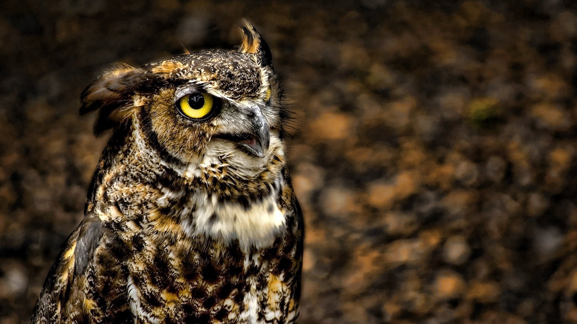 Download full hd 1920x1080 Great Horned Owl PC background ID:297776 for free