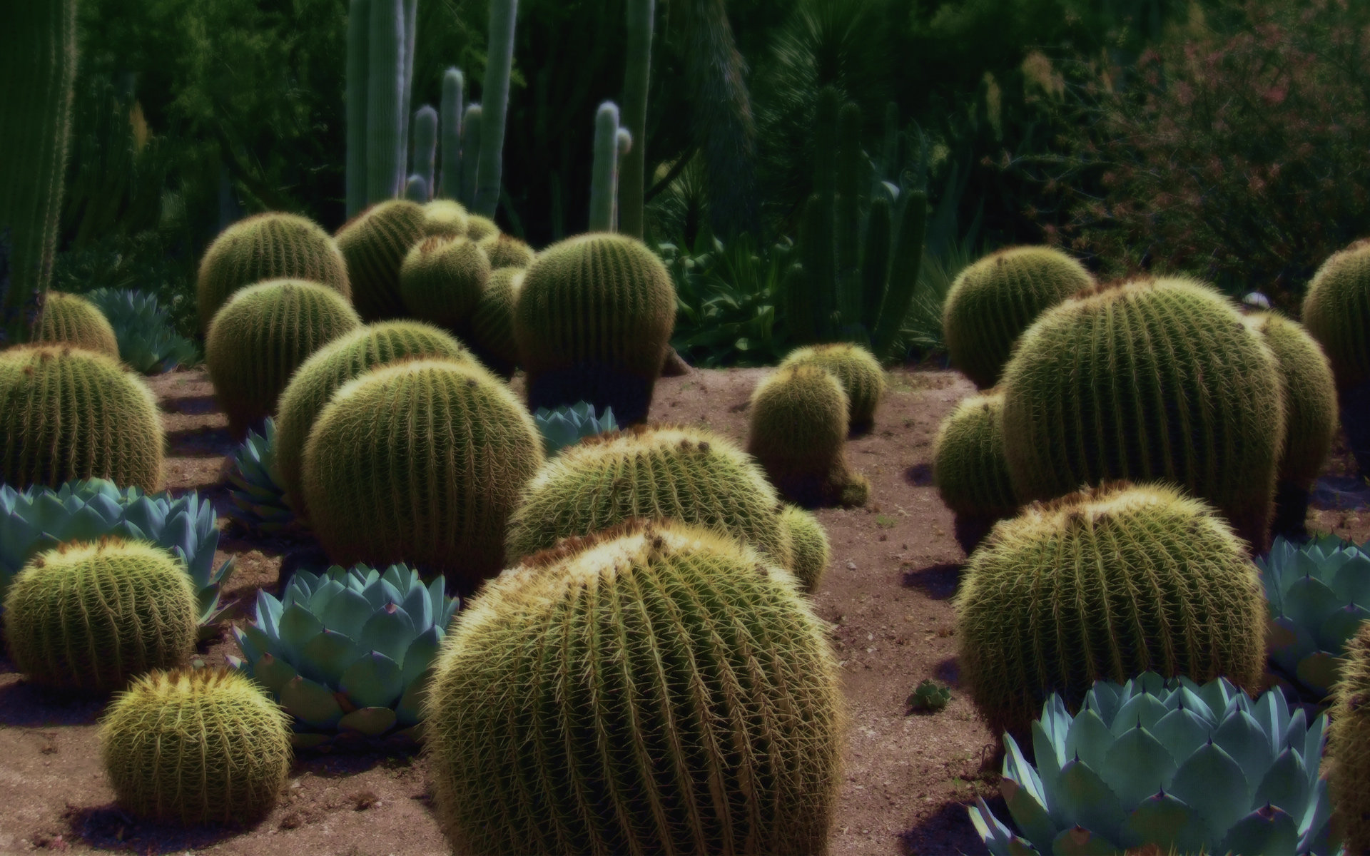 Awesome Cactus free wallpaper ID:408603 for hd 1920x1200 desktop