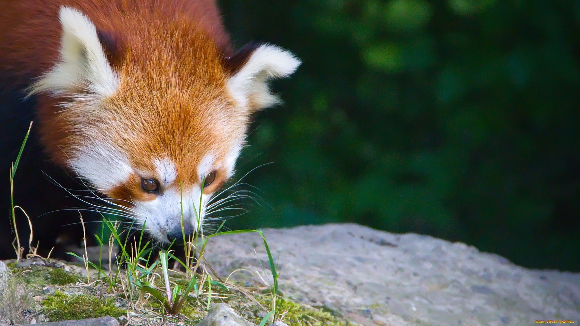 High resolution Red Panda full hd 1080p background ID:64087 for PC