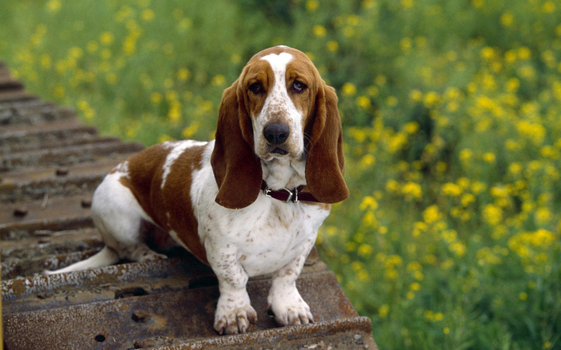 Free download Basset Hound wallpaper ID:214121 hd 1920x1200 for PC