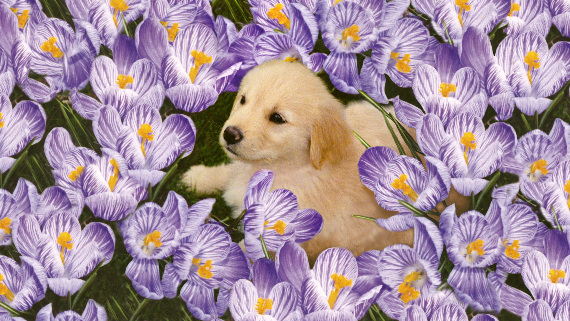 Download full hd Puppy PC background ID:46717 for free