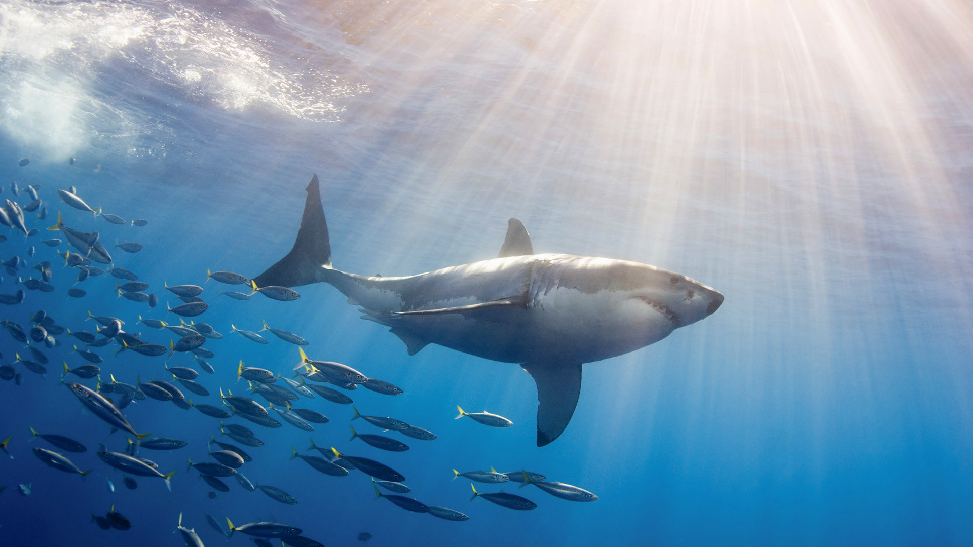 Free Shark high quality background ID:180645 for 1080p desktop