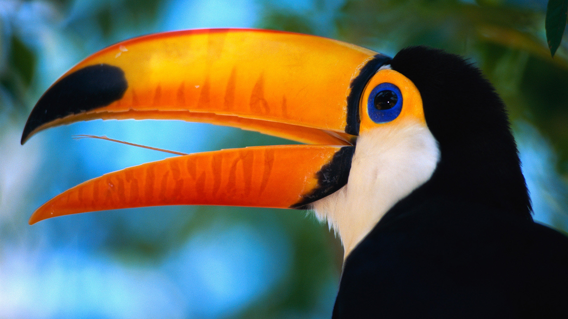 Best Toucan background ID:57327 for High Resolution hd 1080p desktop