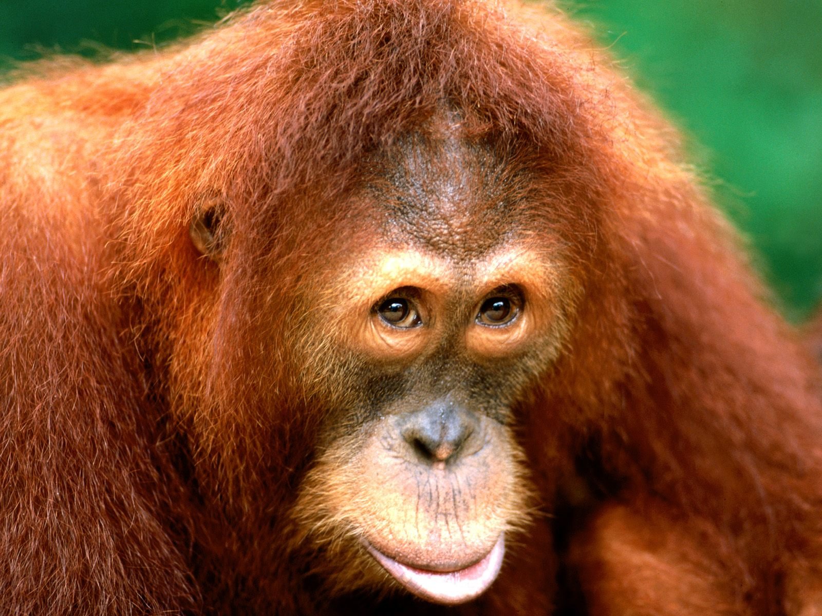 High resolution Orangutan hd 1600x1200 background ID:70083 for PC