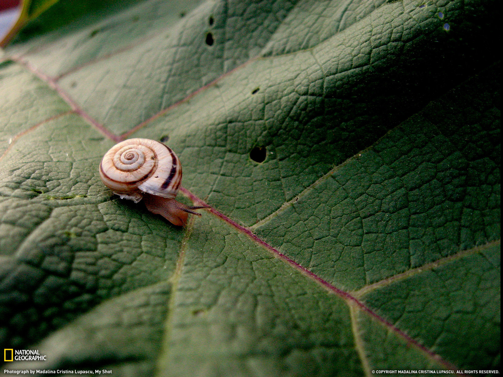 Awesome Snail free background ID:198803 for hd 1600x1200 desktop