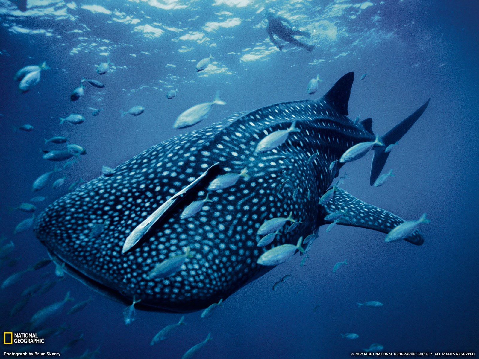 Best Whale Shark background ID:134819 for High Resolution hd 1600x1200 desktop