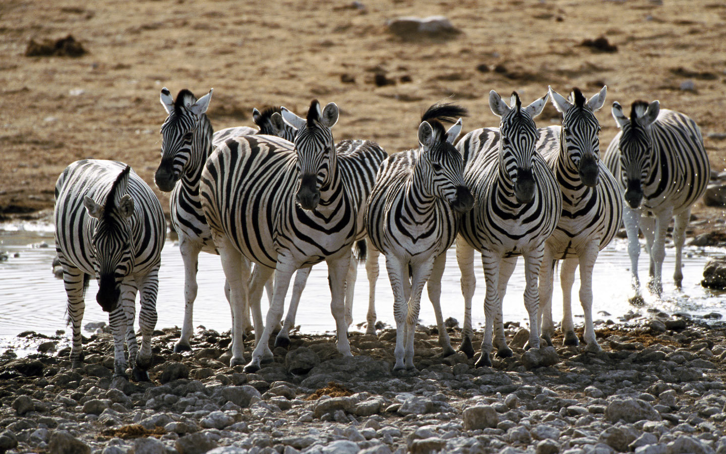 High resolution Zebra hd 1440x900 background ID:73790 for PC