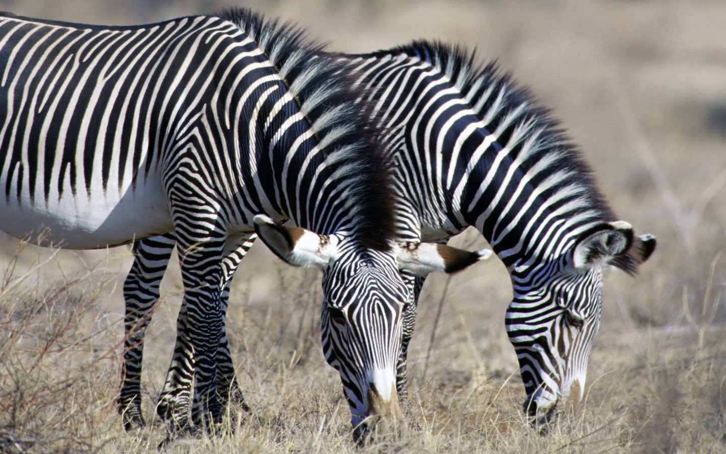 Awesome Zebra free wallpaper ID:73814 for hd 1440x900 PC