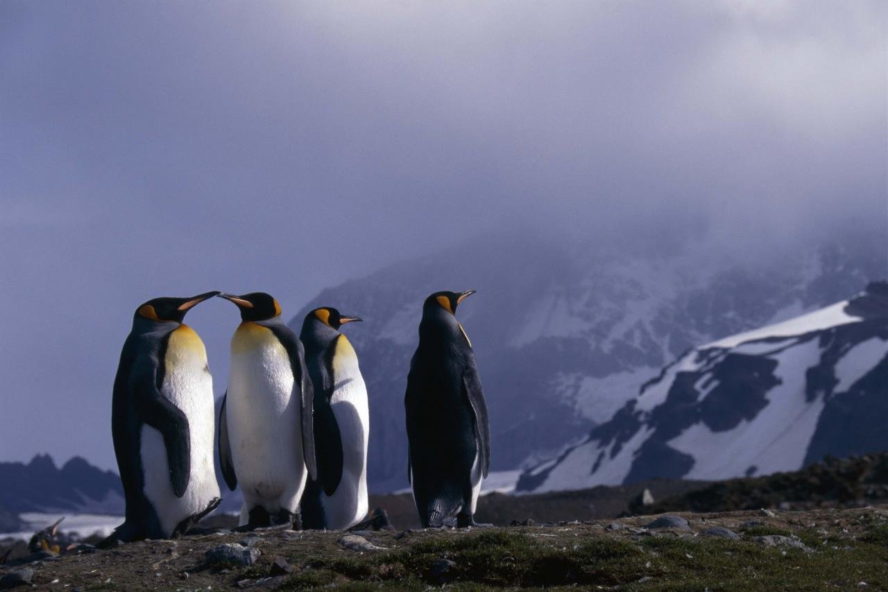 Best Emperor Penguin wallpaper ID:47920 for High Resolution hd 1280x854 PC