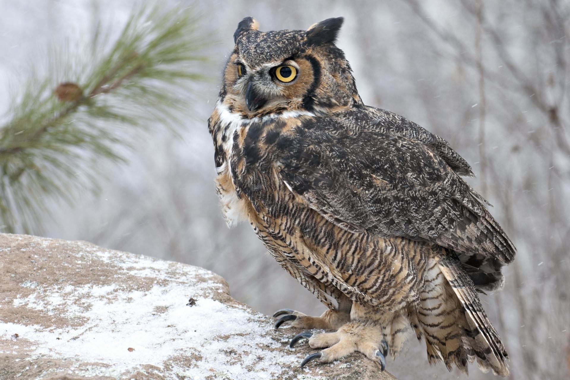 Free Great Horned Owl high quality background ID:297775 for hd 1920x1280 desktop