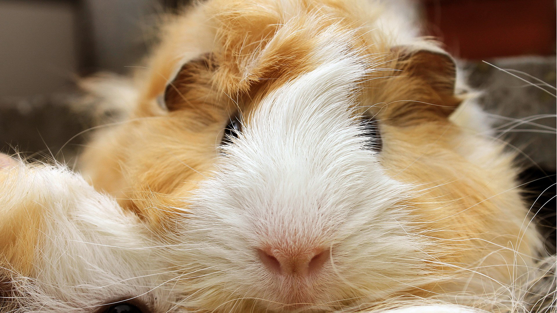 Awesome Guinea Pig free background ID:270983 for full hd PC